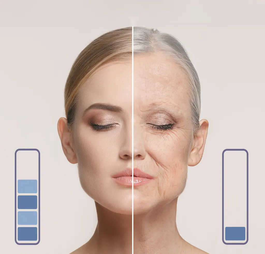 Cellular aging